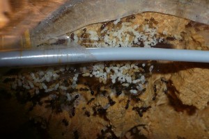 schmidti neuer (8).JPG (178.77 KiB) 8891 mal betrachtet Neu, das Nest