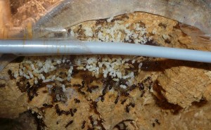 schmidti neuer (9).JPG (204.21 KiB) 8891 mal betrachtet Neu, das Nest