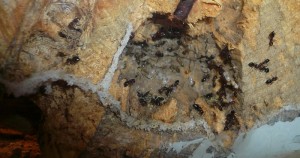 schmidti neuer (10).JPG (170.03 KiB) 9545 mal betrachtet Neu, das Nest