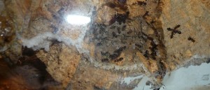 schmidti neuer (11).JPG (132.16 KiB) 9252 mal betrachtet Neu, das Nest