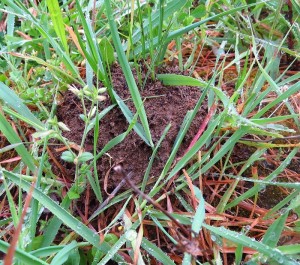 tapinoma nest.JPG