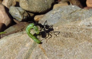 aphaenogaster mit raupe.JPG