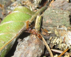 Myrmica sp. 1.0