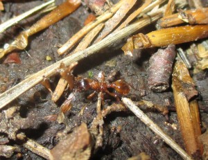 Myrmica sp. 1.1