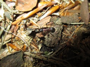 Camponotus ligniperdus