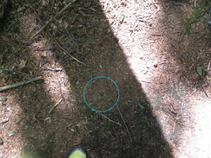 Nesteingang gut versteckt