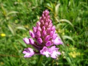 Pyramiden-Spitzorchis