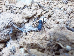 iberoformica.JPG