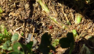 Tote Aphaenogaster senilis Arbeiterin wird von einer Milbe abgeschleppt. Teilweise ist es keine gute Idee dicht belaufene Messor Straßen zu überfallen.