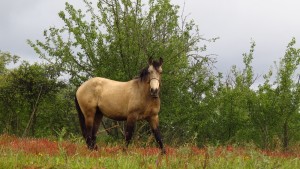 Ein schlankes Pferd, dass mich vom langen Gesicht her sehr an Iberoformica erinnert hat.