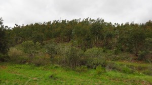 Eukalyptus Wald. Dicht, voll mit abgeworfener Rinde, der Boden dicht mit Blättern belegt. Sehr undankbar, empfehle diese zu umgehen.