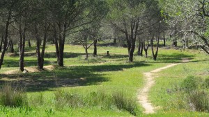 Mountainbike-Park wild an einem Berg angelegt. Der Stiefel wurde alle paar Tage weggeräumt und von den Kindern wieder an die selbe Stelle gebracht. Lässt darauf schließen, dass dieser Stiefel wenigstens angebeten wurde, wahrscheinlich der örtliche Götze.