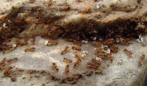 Am ersten Tag gefunden aber doch die ganze Zeit gesucht. Goniomma hispanicum sind sehr schwer zu finden, die Nester sind unauffällig und lose im Boden. Kolonien sind zwar monogyn, aber Gründung in Pleometrose scheint die Regel zu sein.