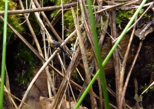 Stark strampelnde Termite, die von einer Aphaenogaster senilis weggetragen wird. Leider ein sehr unscharfes Foto.