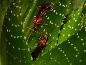 Myrmecia Männchen.jpg