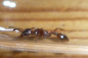 Myrmica sp (3).JPG