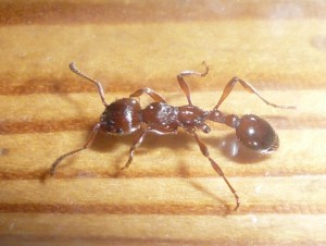 Myrmica sp (4).JPG