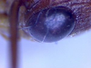 myrmecia auge.jpg