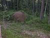 großer ameisenhaufen ca 100m im wald hinter dem haus.jpg