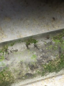 Lasius 2013