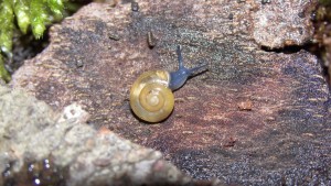 Eine Schnecke