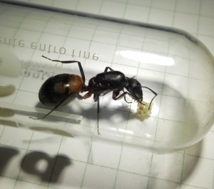 camponotus.jpg