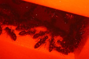 camponotus_vagus.jpg