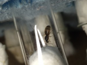 Lasius flavus 2016