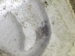 Lasius 2013 Ich sollte mal Abdeckung putzen