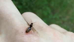 Jungkönigin beim Abflug