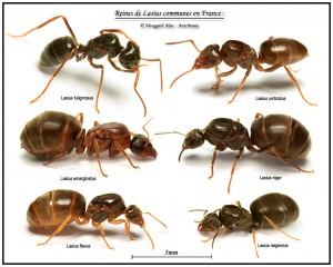 lasius-france-identification.jpg