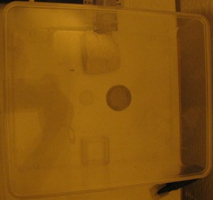 IMG_0821.JPG (1.3 MiB) 2255 mal betrachtet Camponotus nicobarensis Arena