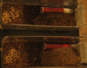 IMG_0834.JPG (1.99 MiB) 2105 mal betrachtet Nest/Arena - je Becken eine Königin<br />Das schwarze ist die Heizmatte mit 16 Watt die auf 40% gedimmt ist.<br />Die Reagenzgläser sind verlassen die Nester sind daneben in der Erde.