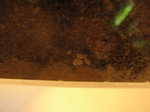 IMG_0835.JPG (1.77 MiB) 2105 mal betrachtet erkennbare Brut auf dem Boden eines der Becken