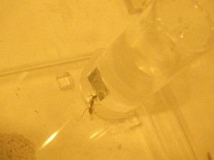 Eine Camponotus vittatus lässt sich Zuckerwasser schmecken.<br />Das Teil ist eine Schnappdeckeldose mit ca. 15 ml Inhalt.