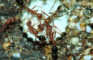 Myrmecia pavida Jungköniginnen.jpg