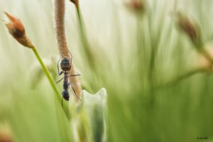 braunschwarze Rossameise, Camponotus ligniperda-1-2.jpg