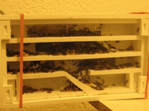 IMG_0969.JPG (1.62 MiB) 2298 mal betrachtet aktuelles Nest meiner C. nicobarensis nachdem ich ihr vorheriges Ytongnest aus Unachtsamkeit zerstört habe.<br />Würde es allerdings besser emfpinden wenn die Kammern hier flacher wären. Heißt also mehr Ebenen die höchstens 3/4 der aktuellen haben.