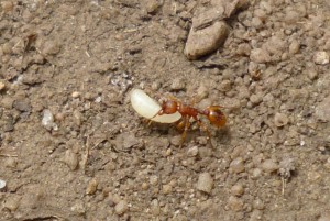 Myrmica sp. mit Larve