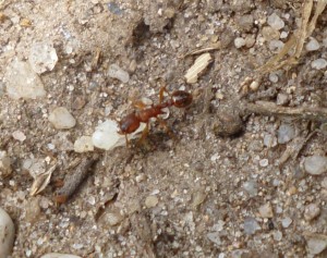 Myrmica sp. mit Puppe