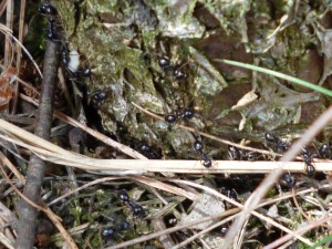 Lasius fuliginosus an einem Baum in der Nähe der Auseinandersetzung. Links oben wird eine Puppe transportiert.