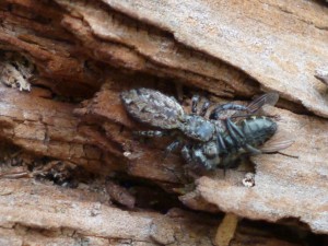 Spinne erbeutet Fliege