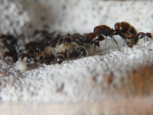 DSCN8297.JPG