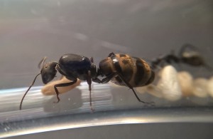 Camponotus cosmicus.jpg