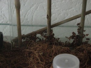 Hier erkennt man das die Tiere mit dem Kokosfaserhumus anfangen ein Nest zu bauen.<br />Interessanterweise mit den dicken und kurzen Stücken nicht wie ich dachte mit den feinen langen Fasern.