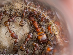 Die Königin an ihrem Lieblingsplatz: An der Watte hinten im Reagenzglasnest.