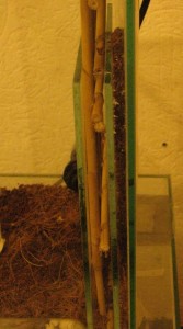 IMG_1233.JPG (1.95 MiB) 1085 mal betrachtet eigentliches Nest und Hinterbauung