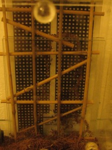 IMG_1235.JPG (1.97 MiB) 1081 mal betrachtet Die Umrandung des Nestes ist gemacht nun beginnt am unteren Bereich eine verstÀrkte Bauphase.<br />Die Umrandung ist an der breitesten Stelle 8 cm und an der schmalsten 4 cm. Das ganze ist etwa 19 cm hoch.