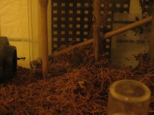 IMG_1238.JPG (1.95 MiB) 1081 mal betrachtet Hier erkennt man den Forschritt des ersten Baugebinnes innerhalb der Glasplatten.