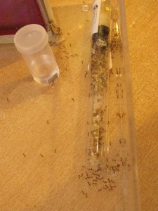 IMG_1241.JPG (1.95 MiB) 5590 mal betrachtet IMG_1241.JPG